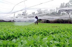 越南需进一步完善农业领域的招商引资政策