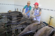 日本专家同越南平定省渔民一起出海捕捞