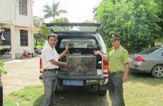 广平省两只珍稀普通猕猴获救护