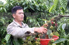 越南国内咖啡销量仅占10%