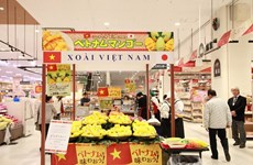 越南芒果正式在日本超市上架出售