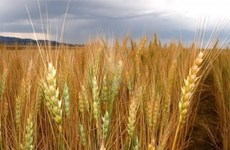 越南暂停从乌克兰进口小麦