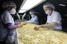 越南腰果行业朝着绿色方向生产产品