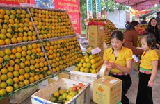 和平省高峰橙子节首次举行