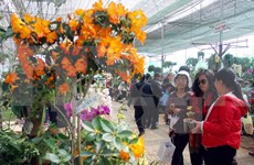 2015年大叻花卉节将于12月底举行