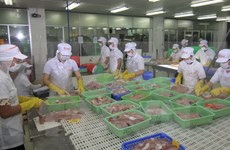 越南查鱼出口产业再遇难题