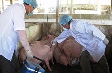 越南首次成功研制猪蓝耳病疫苗