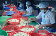 2016年越南腰果对美出口前景乐观