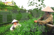 宣光省采用越南良好农业规范认证标准生产茶叶