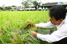2016年越南水稻种植面积将减少10万公顷