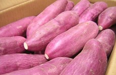 新加坡农粮兽医局:越南红薯并非沾染橙剂可安全食用