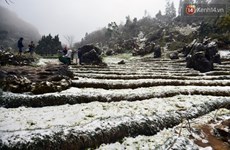 越南北部遭遇罕见低温寒冷天气多地首次下雪