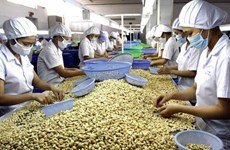 2016年前两个月越南腰果仁出口量达3.7万吨