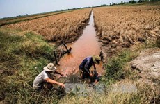 越南政府总理对九龙江三角洲海水入侵紧急应对措施做出批示