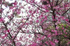 日本樱花节首次在胡志明市举行