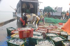 越南加快中部大批鱼死亡事件的原因调查工作