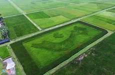 奇特的水稻越南地图吸引不少游客