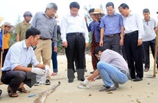 广治省继续向遭受大批鱼群异常死亡影响的渔民提供援助