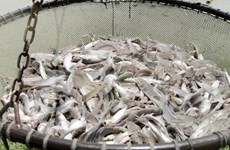 美国参议院通过解除进口鲶鱼及其产品强制检验法规的决议