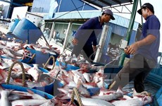 越南查鱼与巴沙鱼的养殖操作规程相当先进