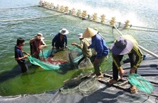 欧盟协助越南构建越南虾类可持续发展价值链