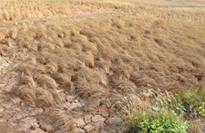 越南着力推进农业结构调整有效应对严重旱灾和海水入侵灾害