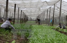 2017-2020年越南力争促使农业企业数量年均增长10%