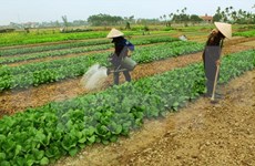 越南多措并举提高农业职业技能培训效果