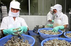 2016年前5个月越南对美国虾类出口增长17%