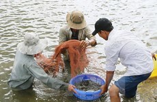 越南加大水产养殖中的抗生素、禁用药物控管力度