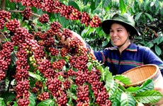 越南咖啡出口量将创下新纪录