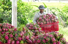 澳大利亚公布允许越南新鲜火龙果出口澳大利亚的评估报告草案