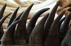 越南呼吁CITES缔约国反对犀牛角贸易合法化