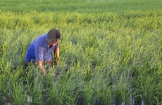 越南农业生产适应气候变化