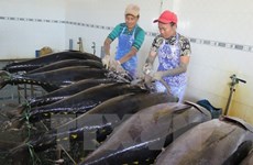 越南金枪鱼出口将继续增长