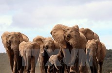 “捏塑大象-拯救大象”——提高野生动物保护意识的实习班