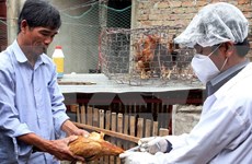 越南全国各地主动防范畜禽疾病