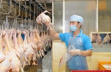 越南拟对日本出口鸡肉加工产品