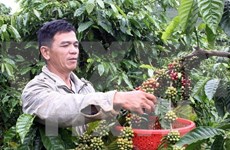 越南设定至2030年咖啡出口额达60亿美元的目标