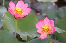 越南国花——莲花之美（组图）