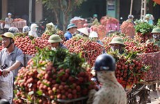 越南北江省各大荔枝园迎来丰收季（组图）