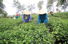  越南莱州省三塘茶叶拟进军日本市场