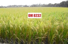 越南九龙江平原水稻研究院推出耐盐水稻新品种