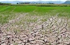 越南政府协助全国34个省市克服旱灾及海水入侵带来的影响