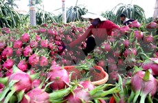 澳大利亚市场为越南农产品敞开大门