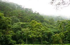 西原地区各省力争到2020年新造林面积达7.1万公顷