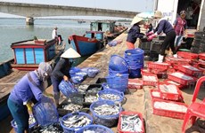 广治省为渔民恢复正常的生计创造便利条件