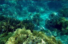 越南芽庄湾努力修复珊瑚礁生态环境 促进潜水旅游发展