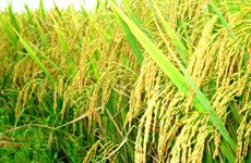 越南政府总理指导加大稻谷收购力度