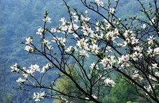 2017年奠边省羊蹄甲花节将于明年3月举行
